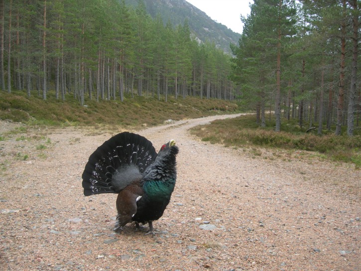 A large rotund black bird with fan-shaped tail standing on a dirt gravel road surrounded by tall green coniferous trees