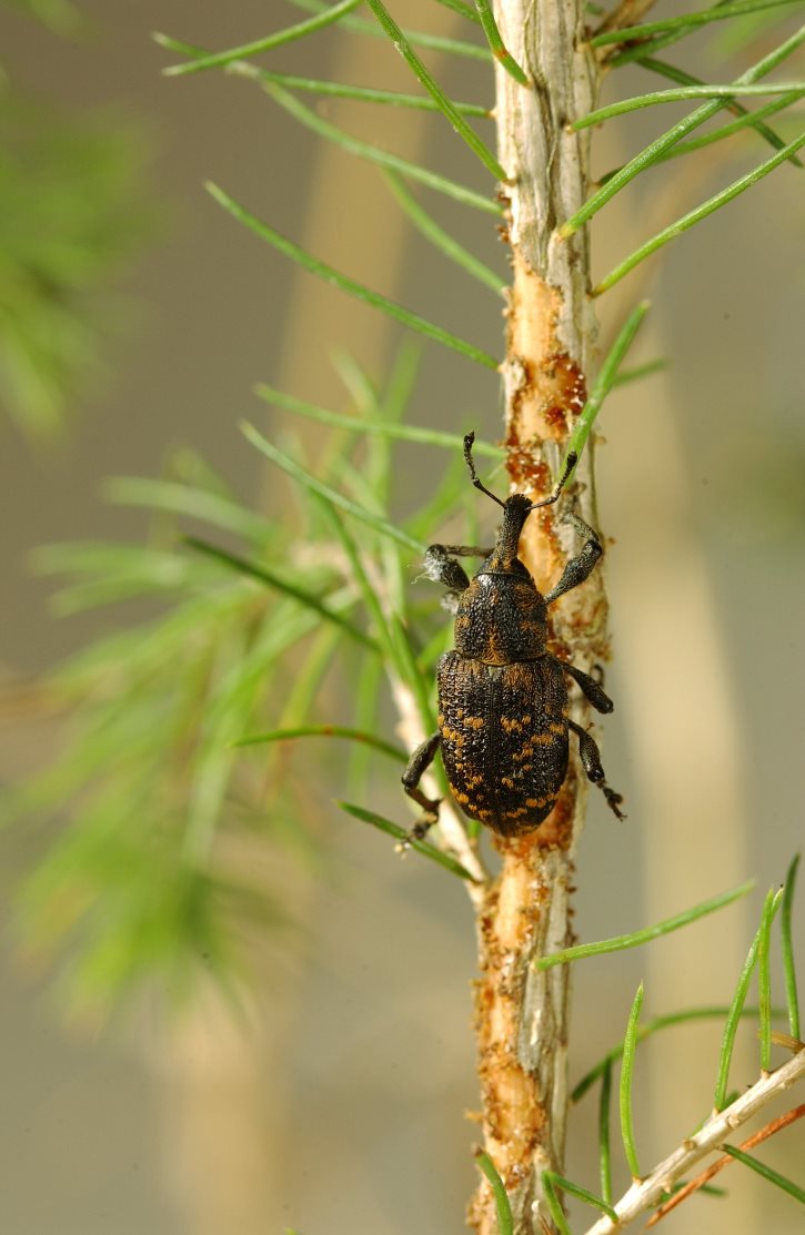 A beetle on a young spruce tree. 