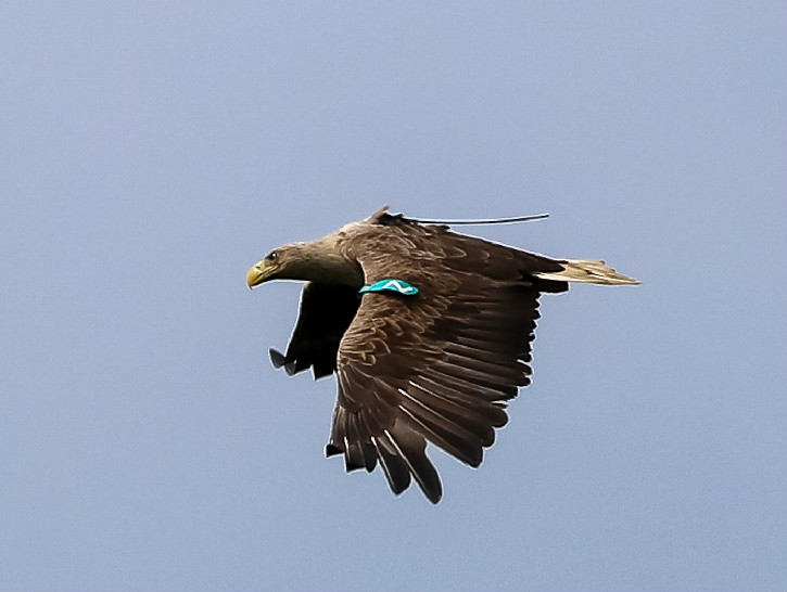 White tailed eagle flying with a identification band on it's wing. 