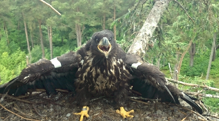Tagged white tailed eagle in nest with wings spread out. 