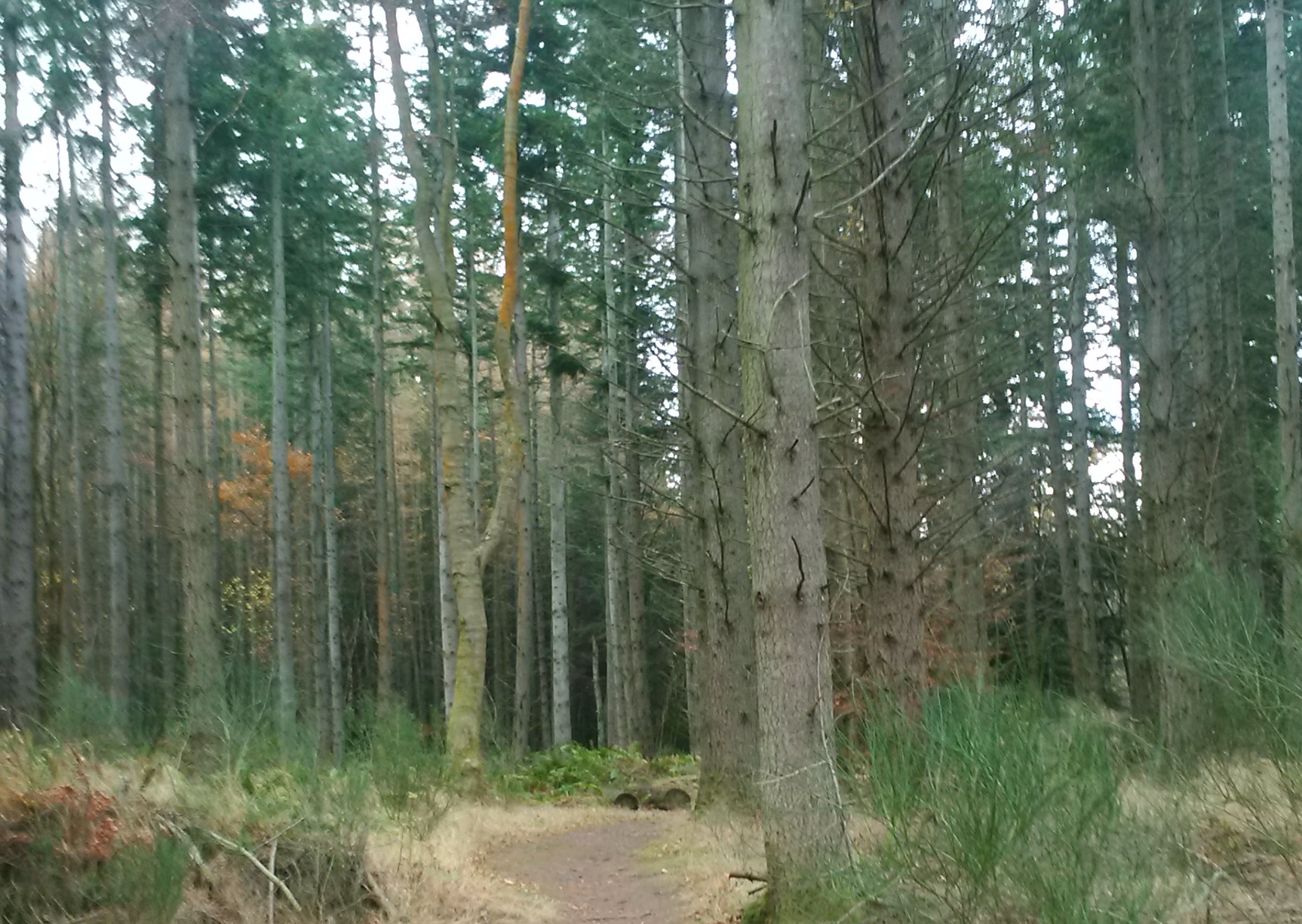 A footpath leading through a conifer forest