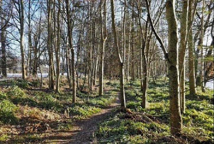 A narrow path through birch woodland