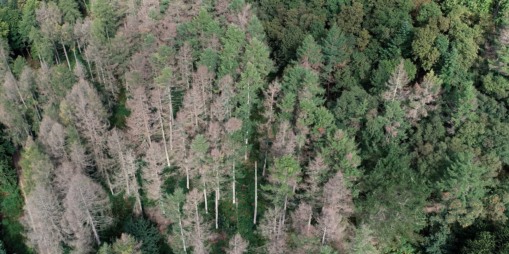 Aerial view of infected trees