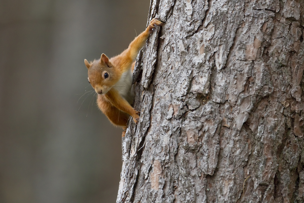 a red squirrel clinging to a tree at the lodge