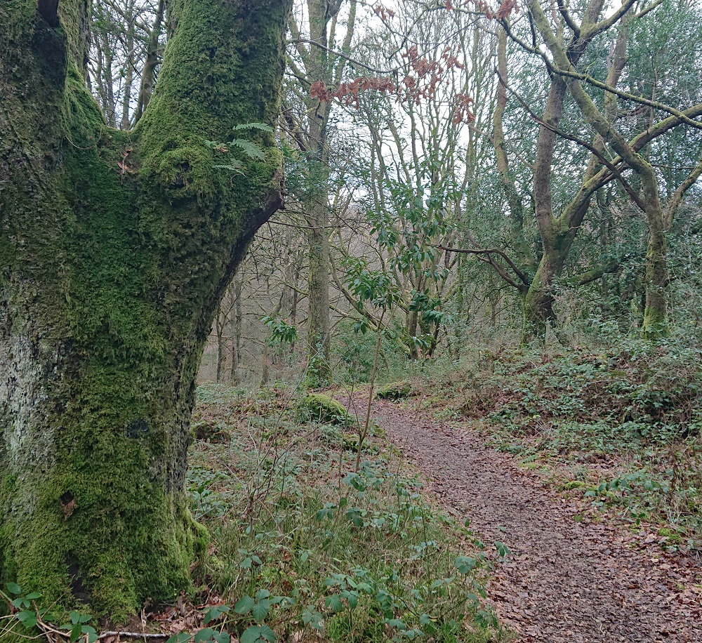 A woodland trail with moss covered trees