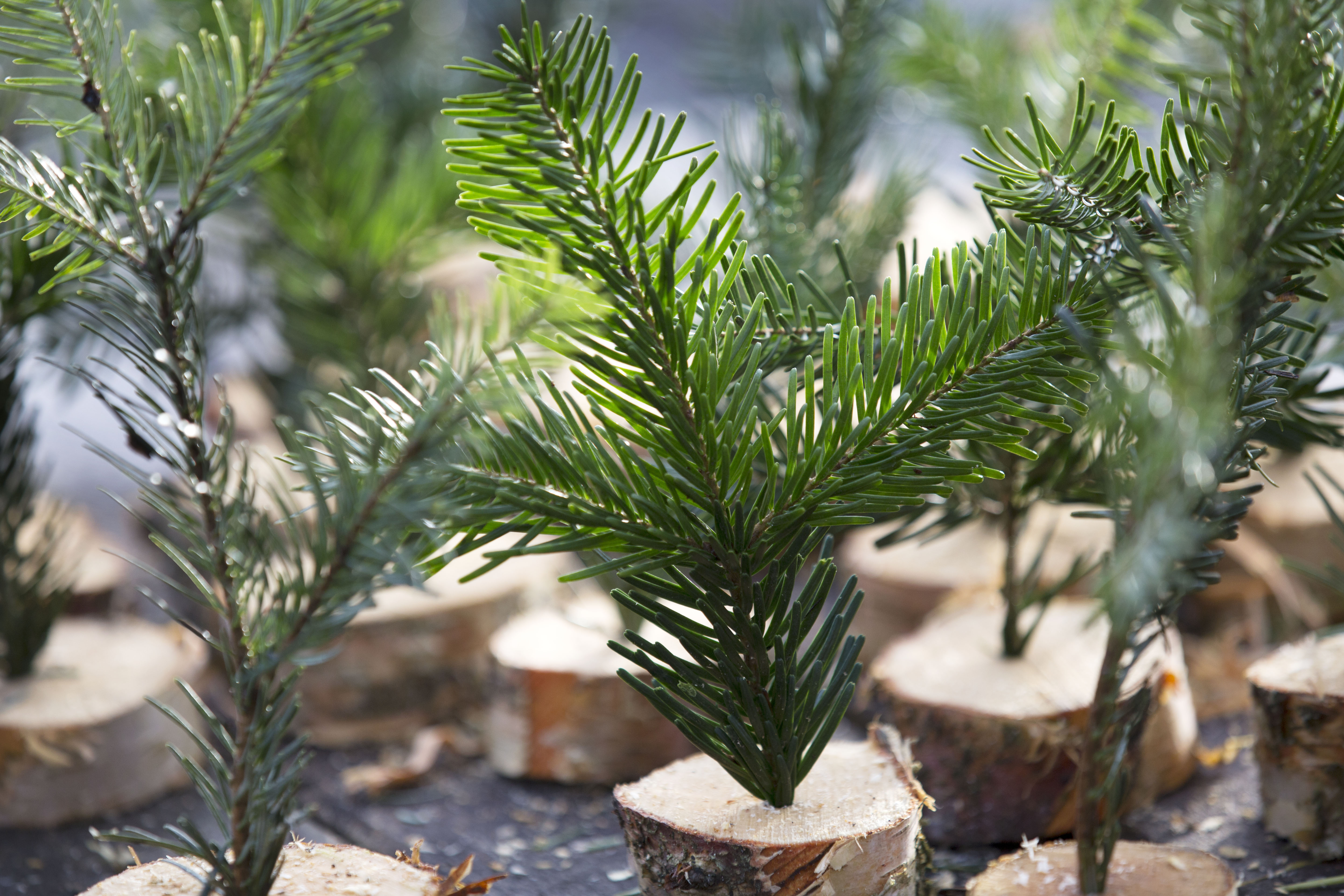 Several small table decorations made from discs of wood with sprigs of conifer sprouting from the centre. 