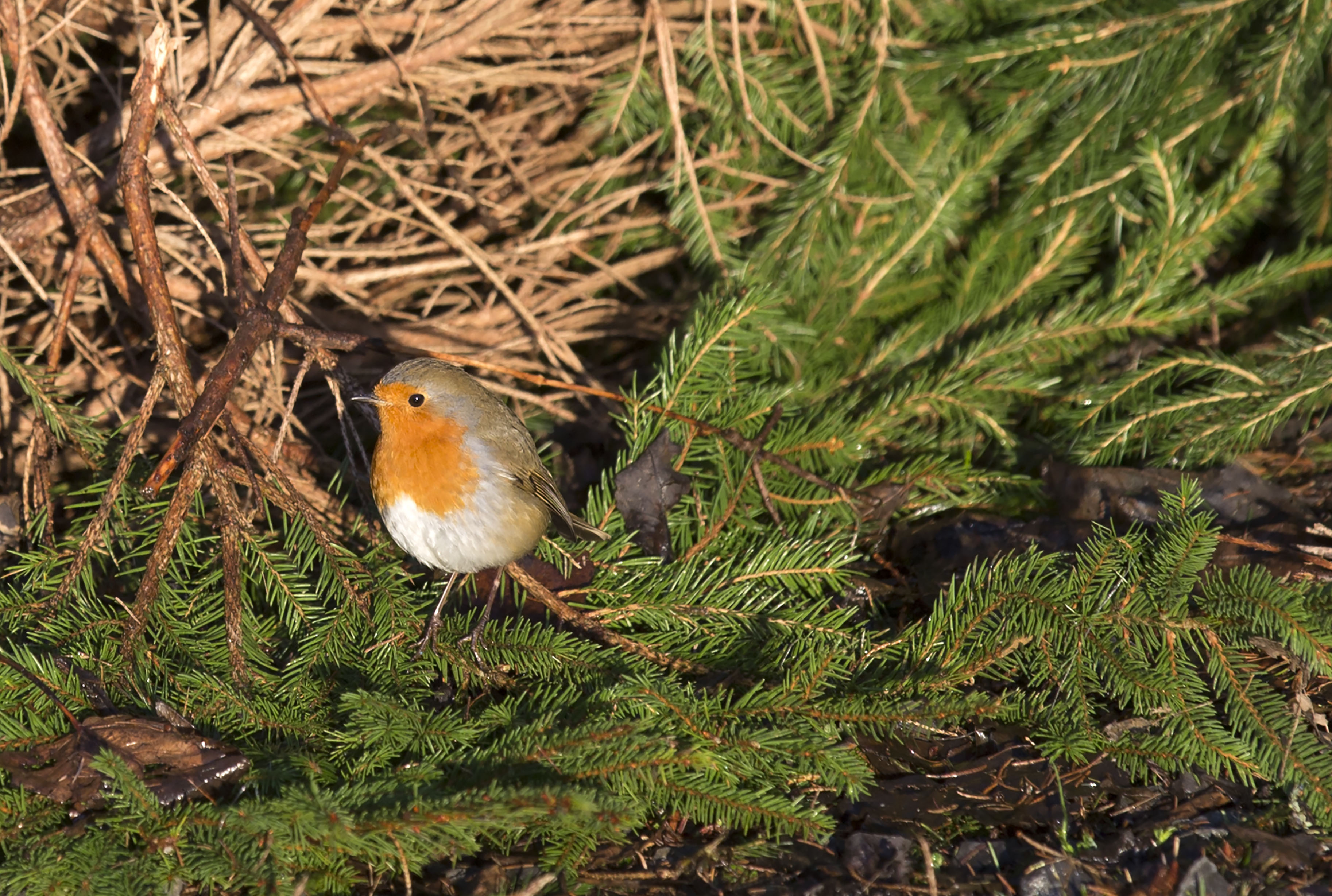 A robin sits on a conifer branch laid down on a woodchip floor. There are deadwood branches in the background.