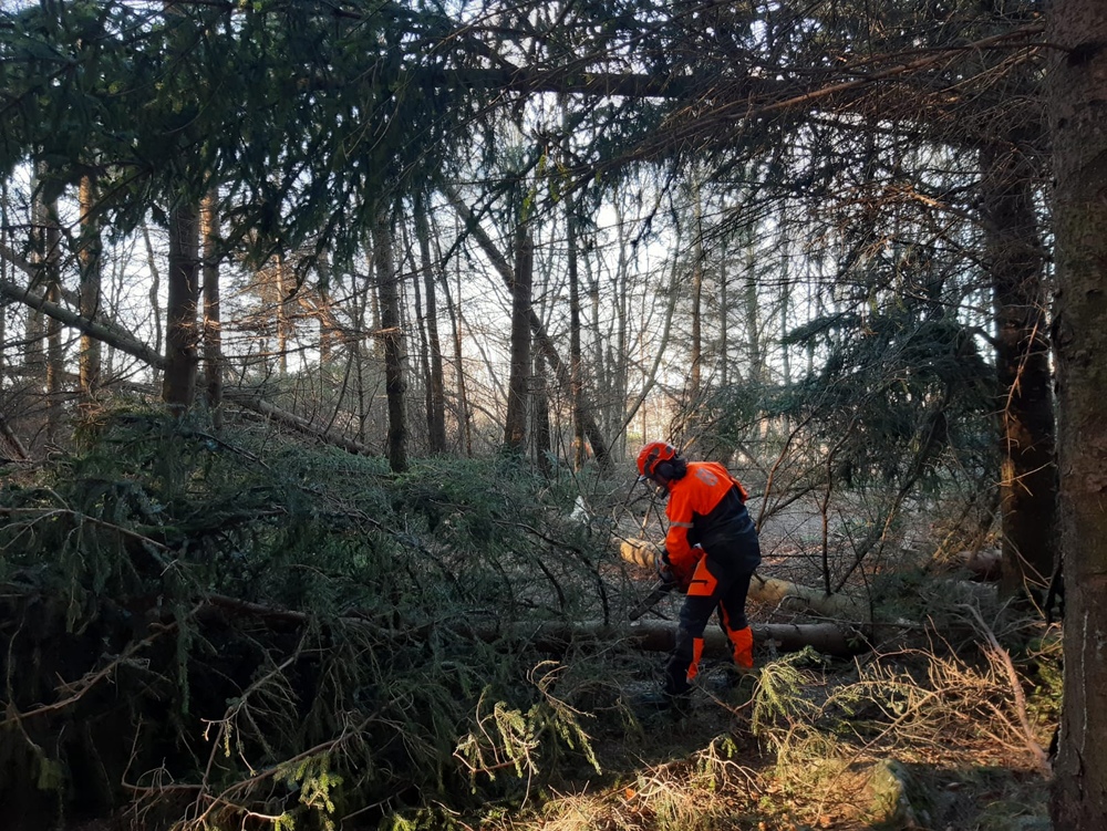 Person working in a forest