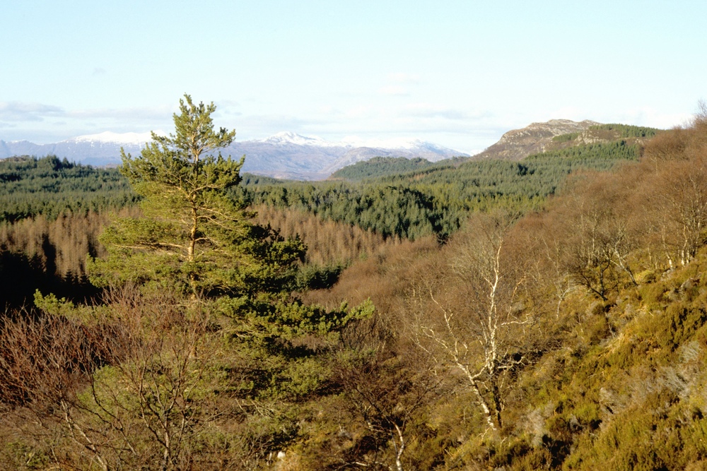 Trees and mountains viewed from Balmacara