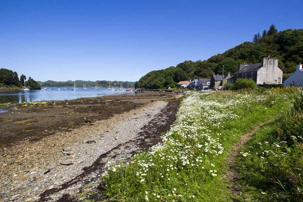 A wildflower-covered shoreline in front of cottages