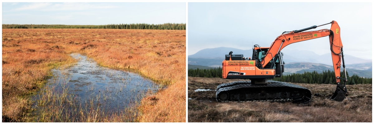 peatland forester jobs