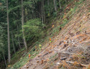 Forest staff on a brash filled hillside in safety gear 