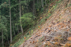 Forest staff on a brash filled hillside in safety gear 