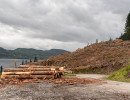 Wood piles and brash on a hillside overlooking a loch 