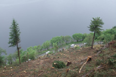 A clear cut forest overlooking a loch 