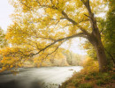 Yellow leaved tree beside a river