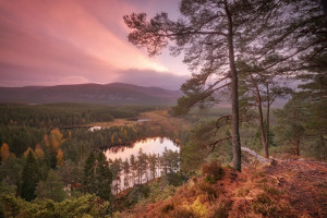 Pink sky over forest and loch