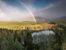 Rainbow above forest