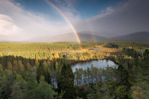 Rainbow above forest