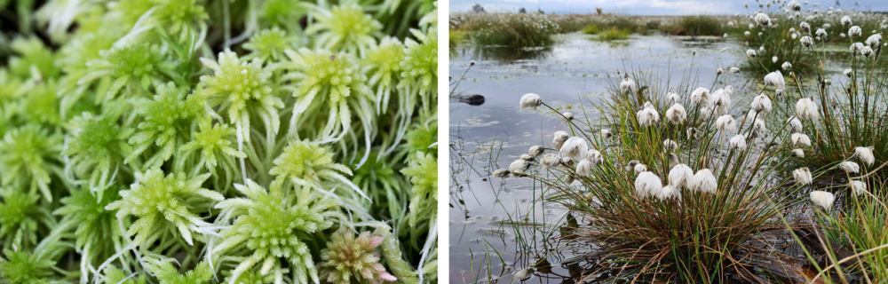 Split image of moss and bog flowers