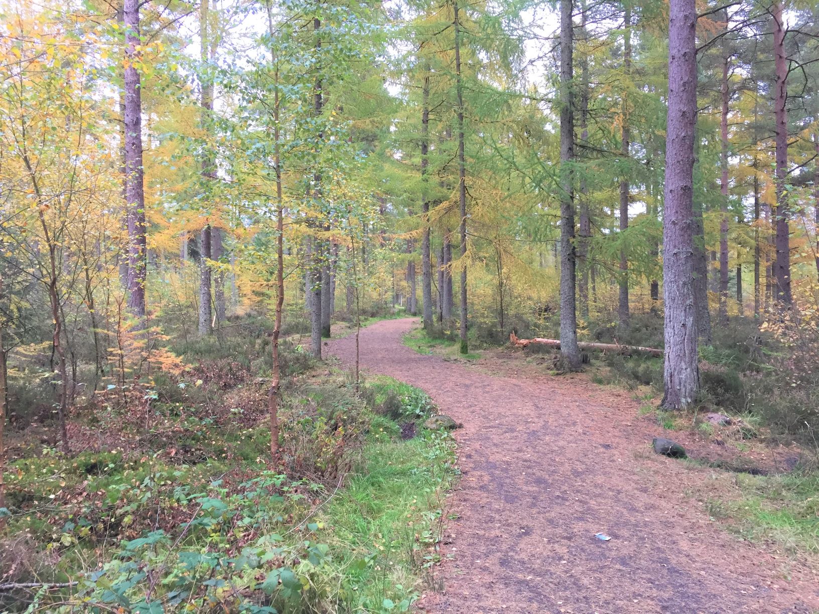 A wide footpath through a woodland of conifer trees