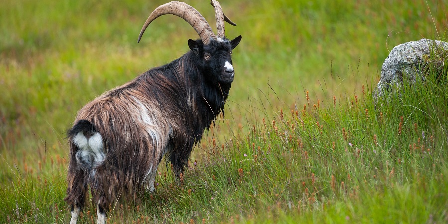 A feral goat stands in a lush meadow full of wildflowers. 