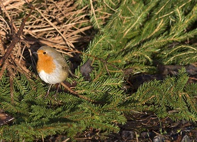 Robin on Christmas tree branch