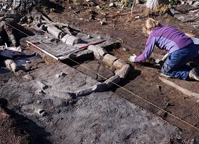 Archaeologist clearing soil from stones