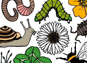 Illustrations of flowers, plants and insects