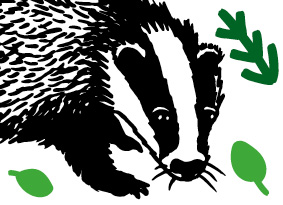 Illustration of a badger