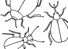 Colouring in sheet of bugs