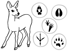 Illustration of a deer and some animal tracks on white background