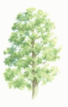 Ash tree illustration