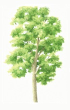 Beech tree illustration