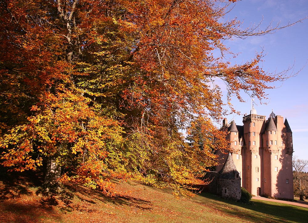 A beech tree in autumn with a stone castle in the background. 
