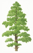 Corsican pine tree illustration