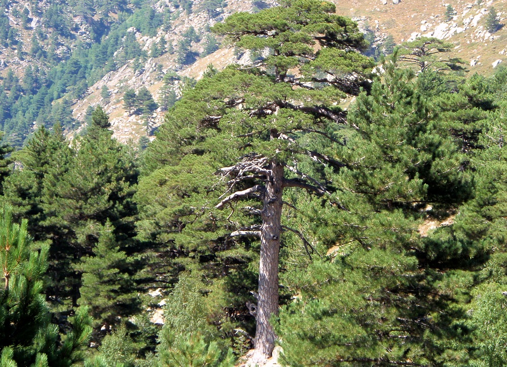 A cluster of Corsican pine trees in a mountain woodland. 