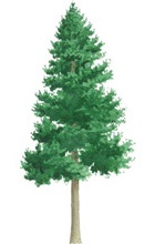 Douglas fir tree illustration
