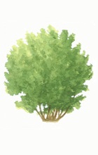 Hazel tree illustration