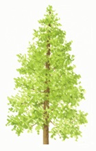 Hybrid larch tree illustration