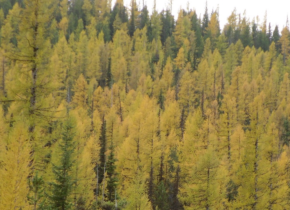 A forest of yellow lodgepole pine trees in autumn. 