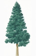 Noble fir tree illustration