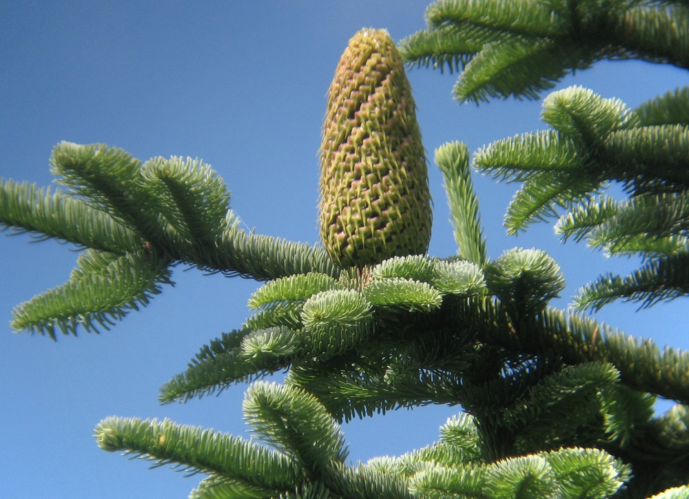 A close up of noble fir cone and branches.
