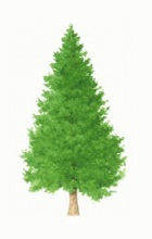 Norway spruce tree illustration