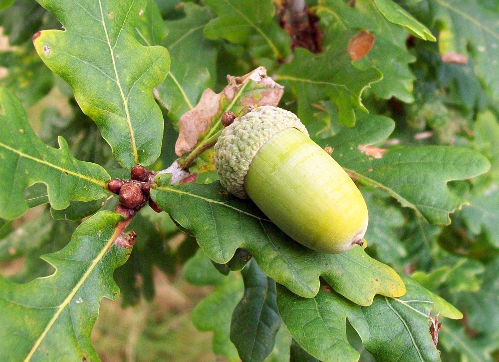 A close up of an acorn and oak tree leaves.