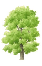 Oak tree illustration