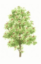 Rowan tree illustration