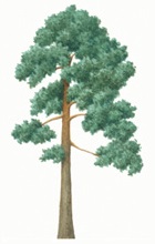 Scots pine tree illustration