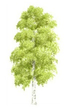 Silver birch tree illustration