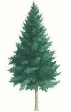 Sitka spruce tree illustration